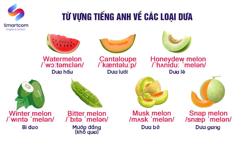 từ vựng tiếng anh về các loại dưa