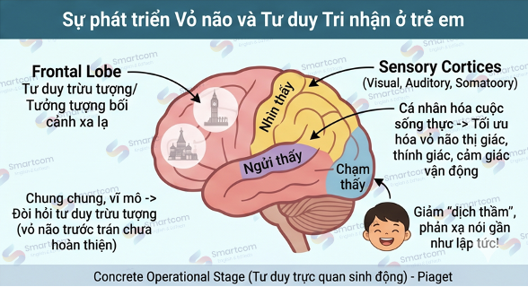sự phát triển vỏ não sự phát triển vỏ não