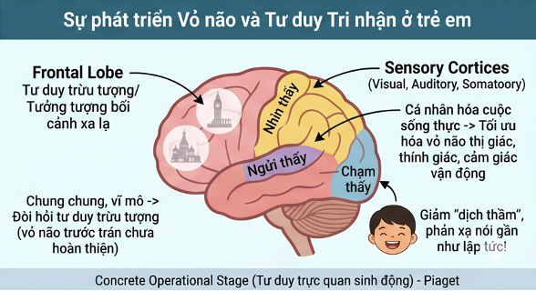 sự phát triển vỏ não sự phát triển vỏ não